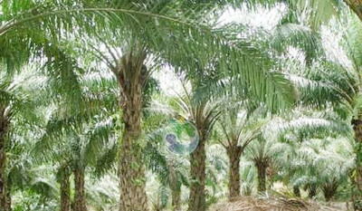 Eksekusi Mandul, Kadis DLHK Riau Gerah Dengan Tudingan Yayasan Riau Madani