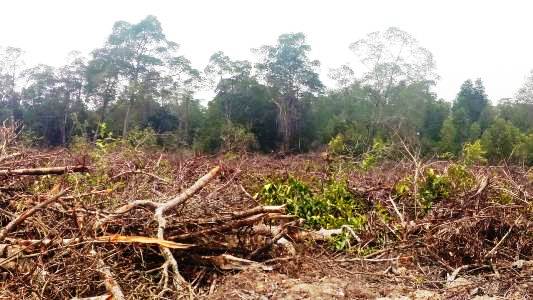 KLHK - LHK Riau Didesak LSM Selamatkan Pulau Bengkalis