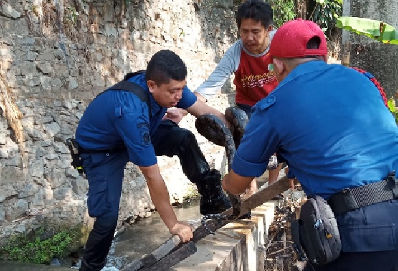 Ular Sanca Kembang Muncul Kota Jaksel