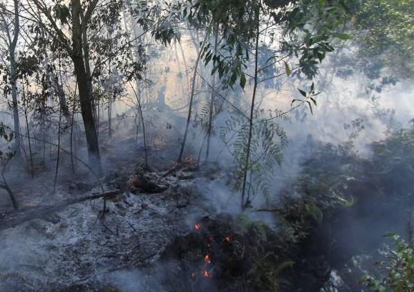Pemadam Kesulitan Menjinakkan Api Lahan Gambut Kalbar