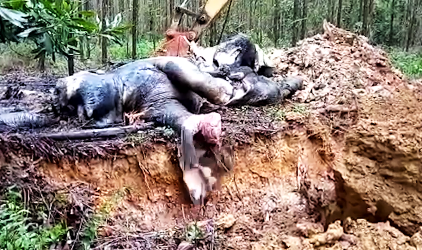 Bangkai Gajah Liar Dewasa Ditemukan dalam Konsesi PT Arara Abadi