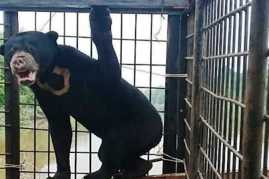 Ulah Manusia, Dua Satwa Dilindungi Ini Menderita di Riau