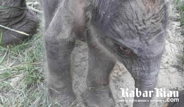 Kedatangan Bayi Baru, Gajah di TNTN Pelalawan Jadi Sembilan