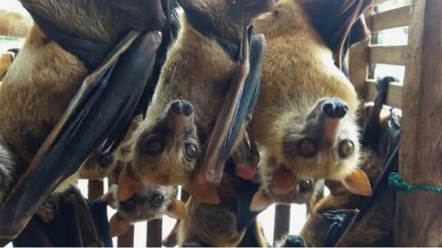 Terkait Virus Corona, Pemerintah China Sahkan Aturan Larang Makan Sembarang Hewan