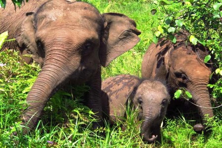 Sekawanan Gajah Berjumlah 30 Ekor Resahkan Warga Sungai Mandau