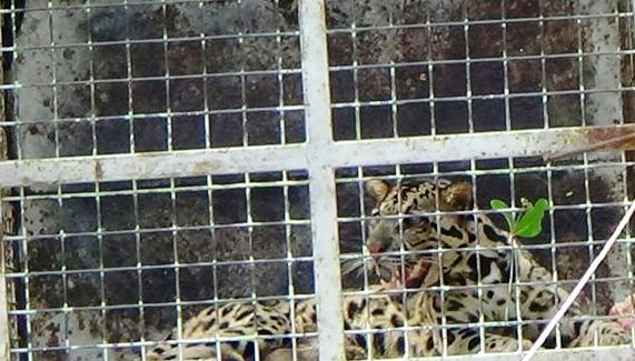 Harimau Terjebak Dilorong Ruko di Pulau Burung Inhil Selamat