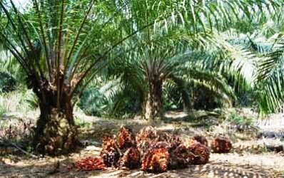Kebun Sawit PT TPP Diluar HGU Dinilai Layak Untuk Lahan TORA