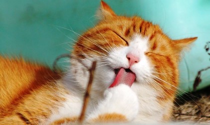 Unggah Konten Porno Plus Tawarkan "Mandi Kucing" Pemuda Bengkulu Diproses