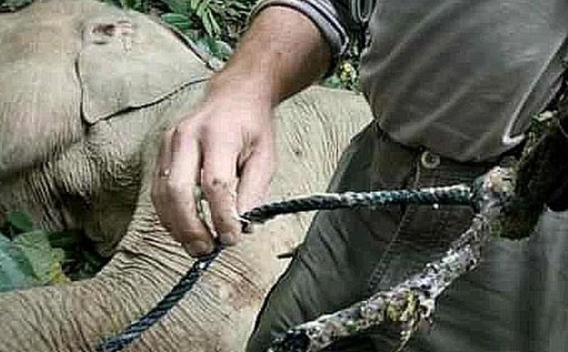 Banyak Satwa Dilindungi Jadi Korban, Pelaku Pemasang Jerat di Aceh Tak Kunjung Ditangkap