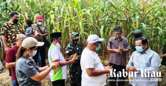 Danrem 031 Wirabima Diajak Panen dan Santap Jagung