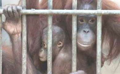Pemulangan Orang Utan Tangkapan Juga Ikuti Protokol Kesehatan