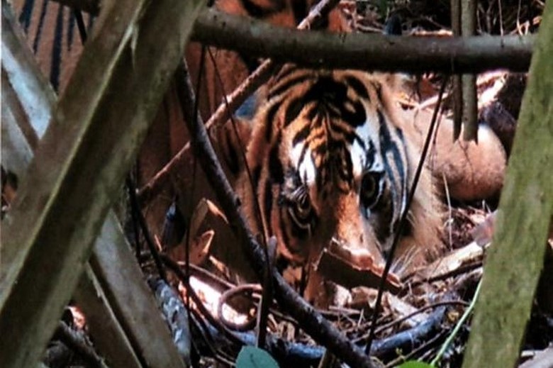 Harimau Sumatera di Hutan Riau Masih Diburu