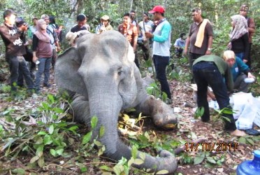 Gajah Betina Dewasa Nama Dita di Riau Mati