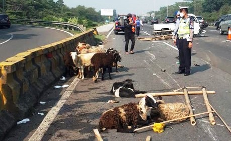 Mobil Nyaris Terguling, Kambing Bawaan Septiandi Terjerembab di Jalan Tol Ciawi