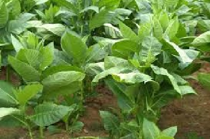 Artikel - Masa Depan Petani Tembakau Kabupaten Temanggung Suram