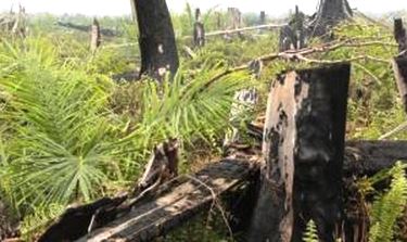 FLEGT Uni Eropa Bertujuan untuk Mengurangi Pembalakan Liar