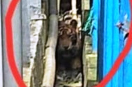Harimau Kelaparan Terjebak Dilorong Ruko di Pulau Burung Inhil