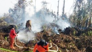 PT Arara Abadi di Pelalawan Sudah Mulai Sumbang Asap