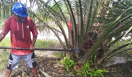 Siti Nurbaya Harus Tahu Masalah Kebun Negara di Rohil Dipanen Aseng