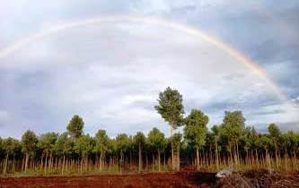 Pelangi Dilahan Budidaya Geronggang Bengkalis, Solihin: Ini Pertanda Baik?