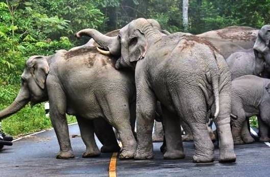 Aksi Demo 20 Ekor Gajah Liar di Aceh Dibubarkan Pakai Mercon