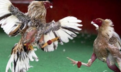 Dilokasi Sabung Ayam Maluku Utara Polisi Ditikam