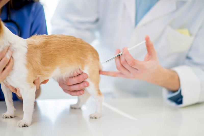 Walau 1000 Ekor Anjing Sudah Dimatikan, Rabies Masih Menghantui Warga NTB