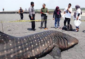 Akhirnya Hewan Dilindungi Ini Tewas Juga