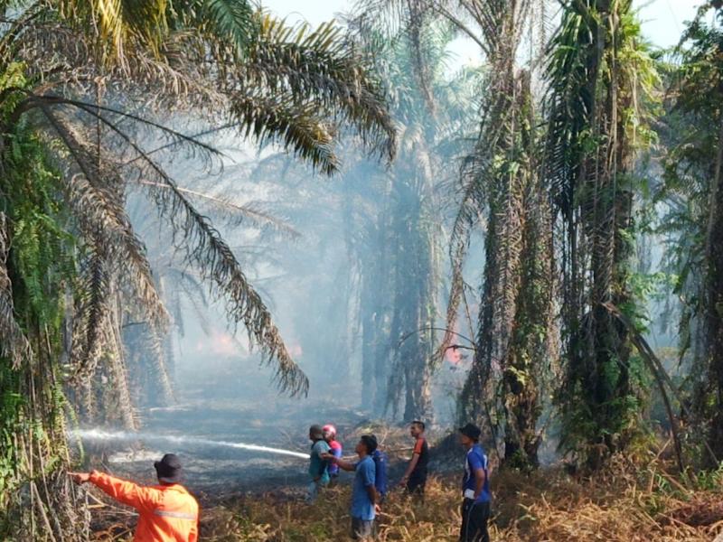 Belum Diketahui Penyebabnya, 2 Hektare Kebun Sawit Warga Desa Sungai Jalau Terbakar