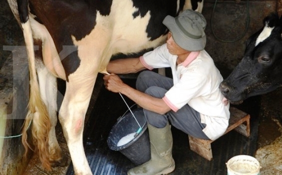 Kasus Dugaan Sapi Perah Bodong Dilaporkan ke Polda Riau