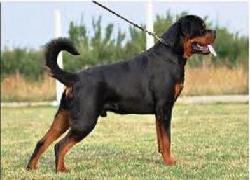 Polisi di Bondowoso Kerahkan Anjing Pelacak Cari Kepala