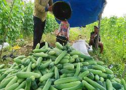 Awal Puasa Harga Timun Suri Meroket