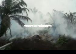 PT Adei Plantation Sumbang Kabut Asap, Diduga Lahan Ini Sengaja Dibakar