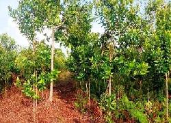 Warga Bengkalis Mengharapkan Gubri Suport Acara Massal Tanam 1000 Pohon Gerunggang