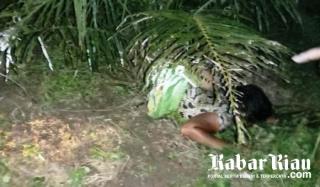 Ditemukan Terlilit Tali Sapi Sendiri, IRT di Inhu Tewas