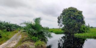 Dugaan Kejahatan Lingkungan PT Sari Lembah Subur Diinfokan ke RSPO dan ISPO