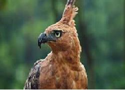 Bicarakan Penyelamatan Burung Endemik, PPBI; Gunung Slamet Tempat yang Cocok