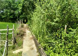 Tiga Tahun Dana Perawatan Parit Irigasi di Kampar Tak Turun, Petani: Sawah Kami Kering Pak Gubri