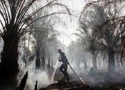 Vonis Kasus Karhutla Lama PT Adei Plantation Mandat, Tersangka Lari Kini Kasus Baru Bakal Naik Sidang Lagi