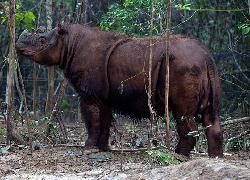 Polisi Buru Penadah Cula Badak Lampung