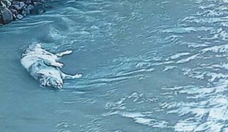 Warga Klaten Minta Polisi Usut Pembuang Bangkai Babi ke Sungai