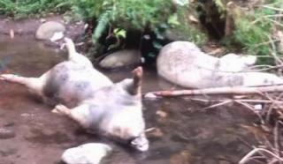 Keresahan Warga Terjawab, Bangkai Babi dalam Sungai Dari Kandang Ternak Jogonalan, Warga; Usut