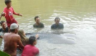 Sempat Mengegerkan, Hiu Paus Nyasar Masuk Sungai Wanggu Kendari Di Evakuasi