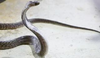 Warga Dusun Jembangan Resak Kemunculan Puluhan Ular Cobra Masuk Rumah