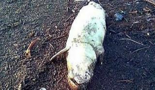 Bau Busuk di Pinggir Pantai Dumai Ternyata Bangkai Ikan Duyung Mati Terdampar
