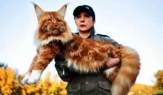 Belum Ada Kepastian Sejak Kapan Kucing Raksasa Ini Mulai Dipelihara