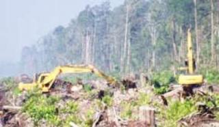 Terciduk Babat Kawasan Hutan Jadi Kebun Sawit, ATHUR BERAU Blokir HP