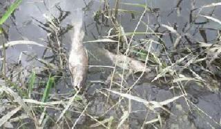 Ahli Pidana; Hasil Analisa Limbah PT IIS Sepihak?, “Penegak Hukum Tolong Usut”