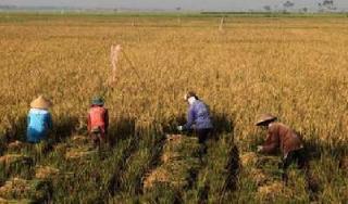 Padi di Pelalawan Menumpuk, Jadi Tak Ada Alasan Bulog Tolak Gabah Petani