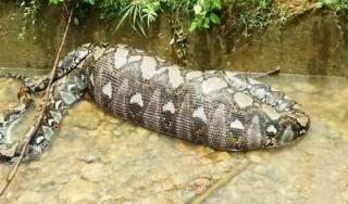 Ular 7 Meter yang Kekenyangan Makan Anak Sapi di Aceh Dilepasliarkan